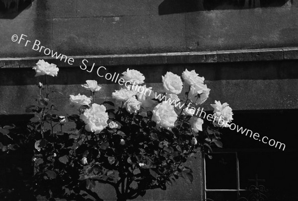 ROSES IN BLACKROCK CONVENT